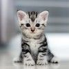 fancymeow